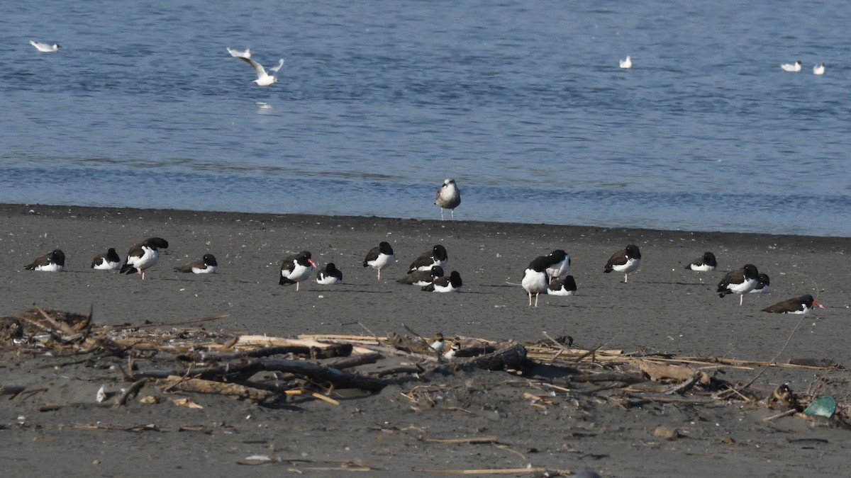 American Oystercatcher - ML638547781
