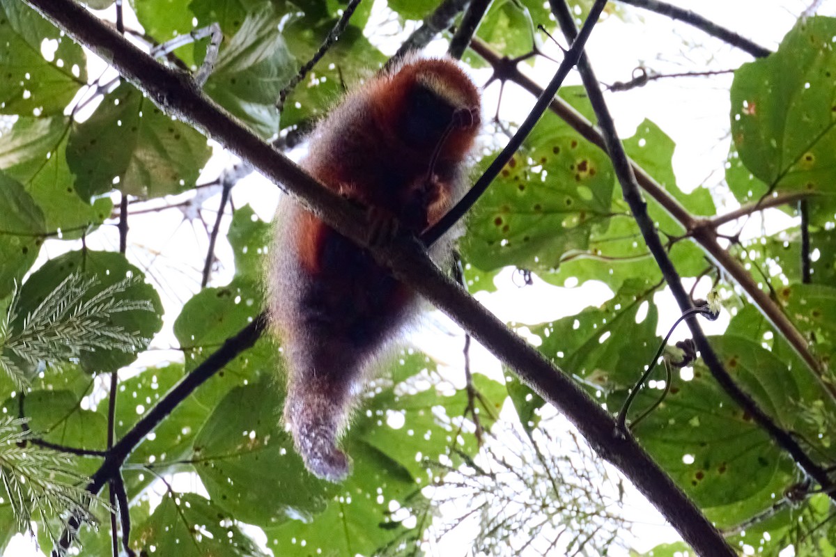 White-tailed Titi - ML638547783
