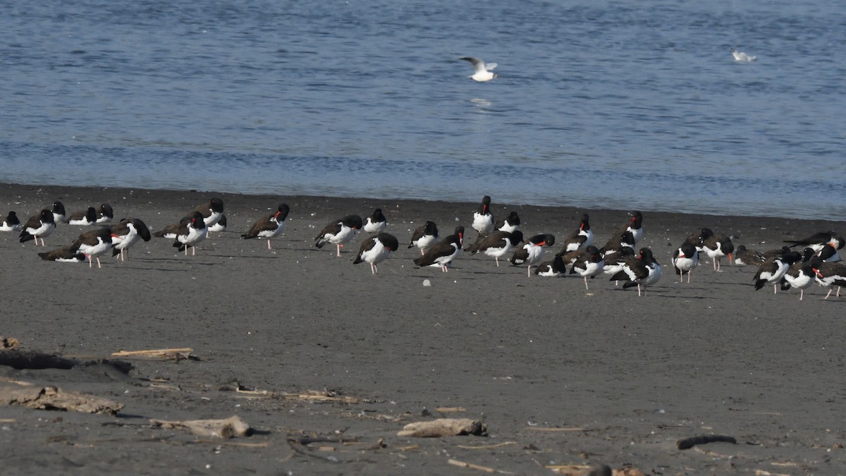 American Oystercatcher - ML638547786