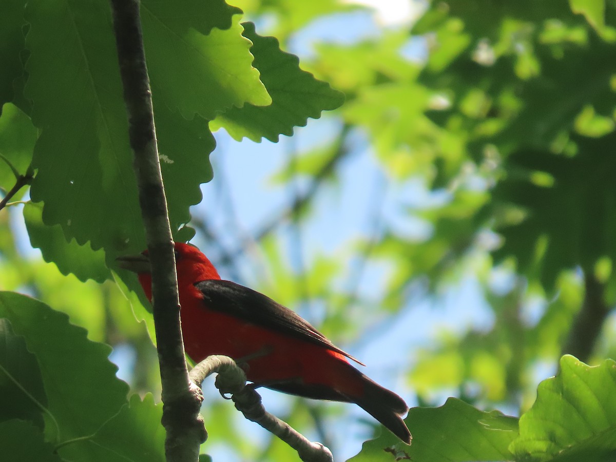 Scarlet Tanager - ML638547787