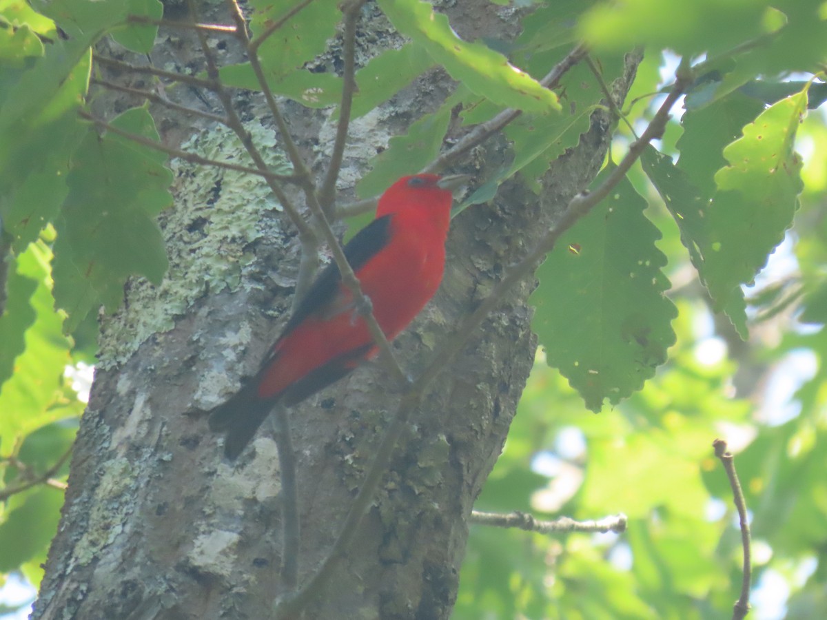 Scarlet Tanager - ML638547788