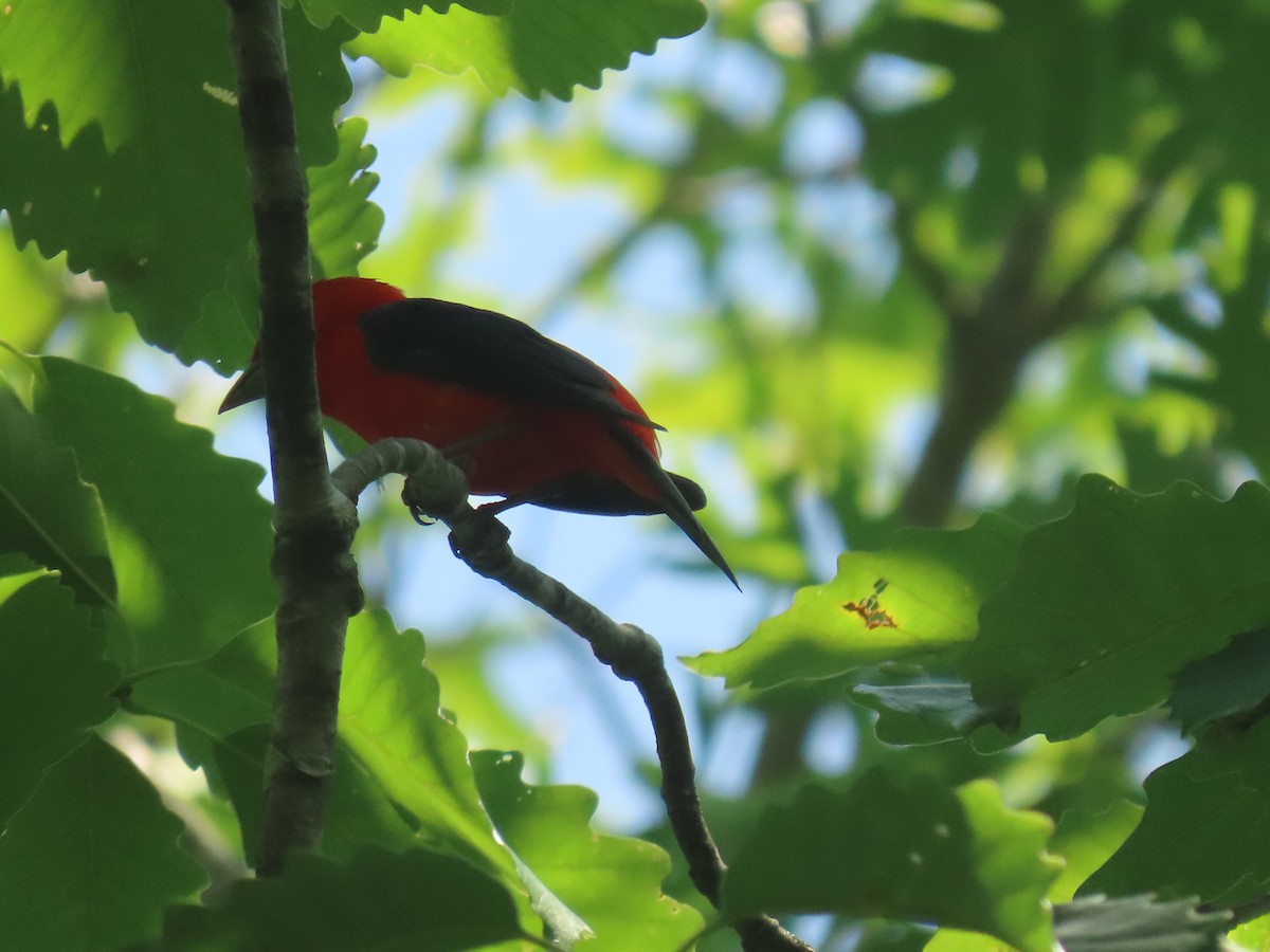 Scarlet Tanager - ML638547789