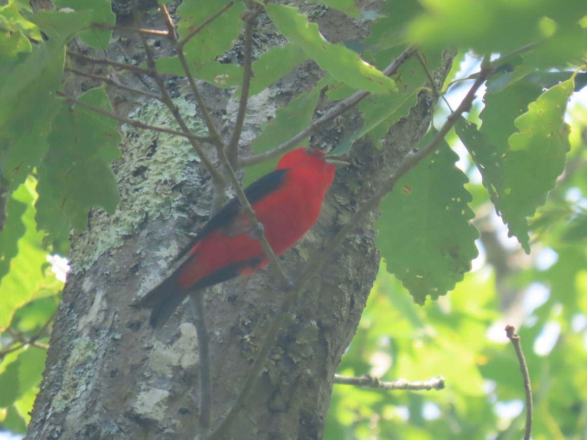 Scarlet Tanager - ML638547790