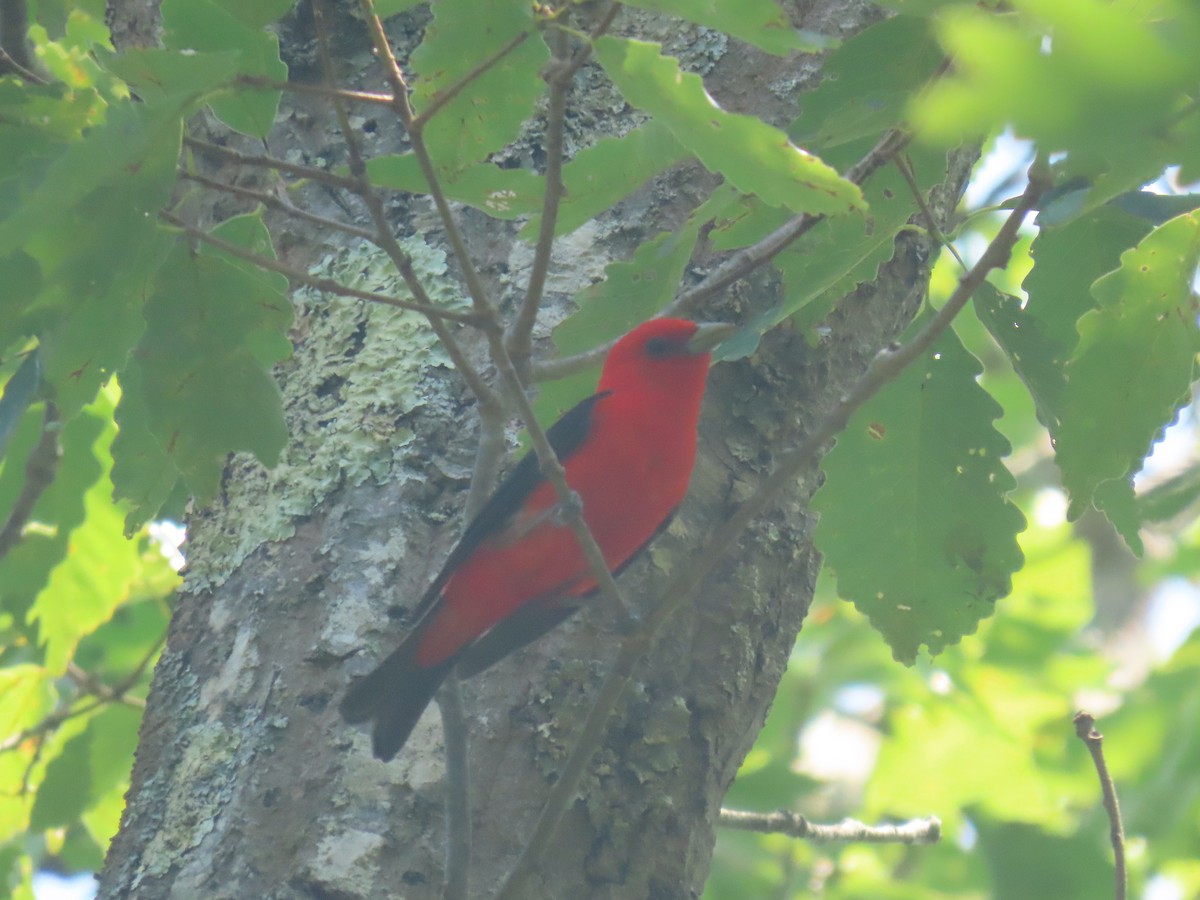 Scarlet Tanager - ML638547791