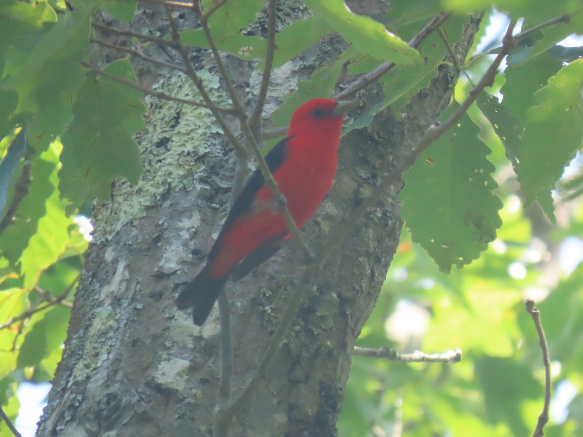 Scarlet Tanager - ML638547792