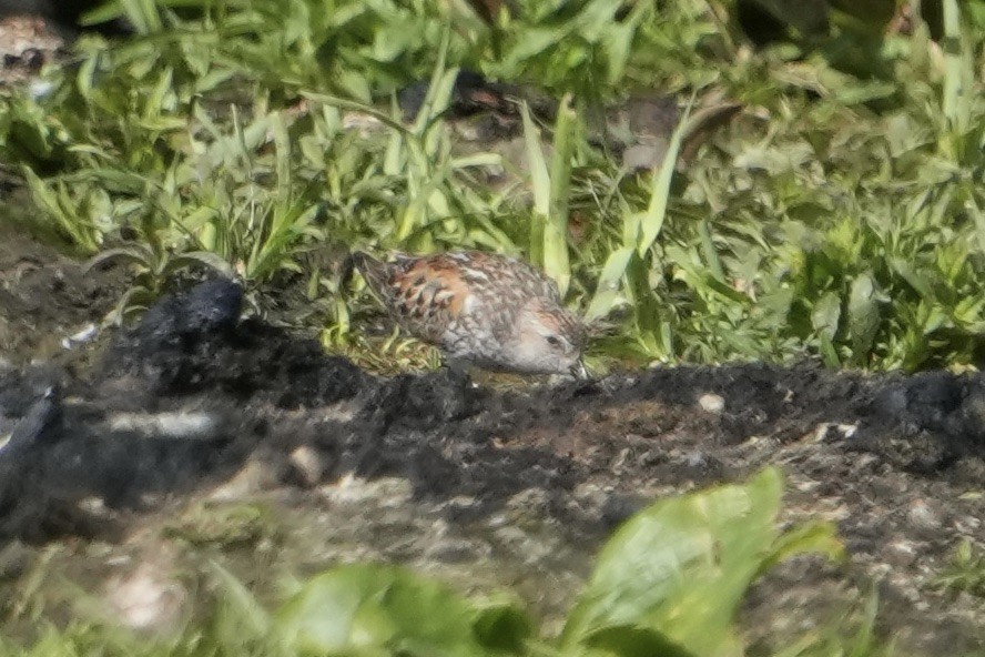 Western Sandpiper - ML638547806