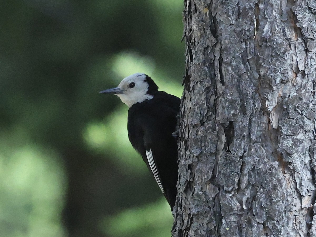 White-headed Woodpecker - ML638547807