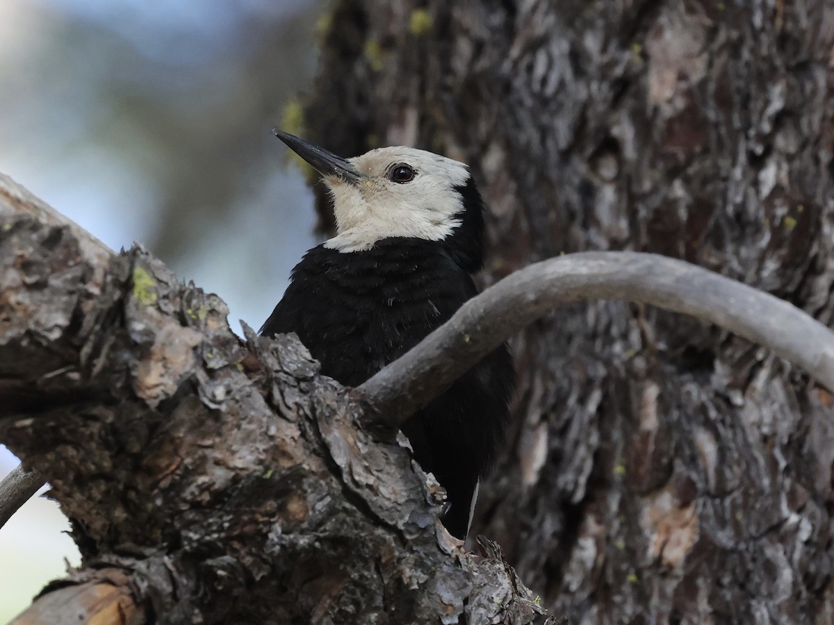 White-headed Woodpecker - ML638547808