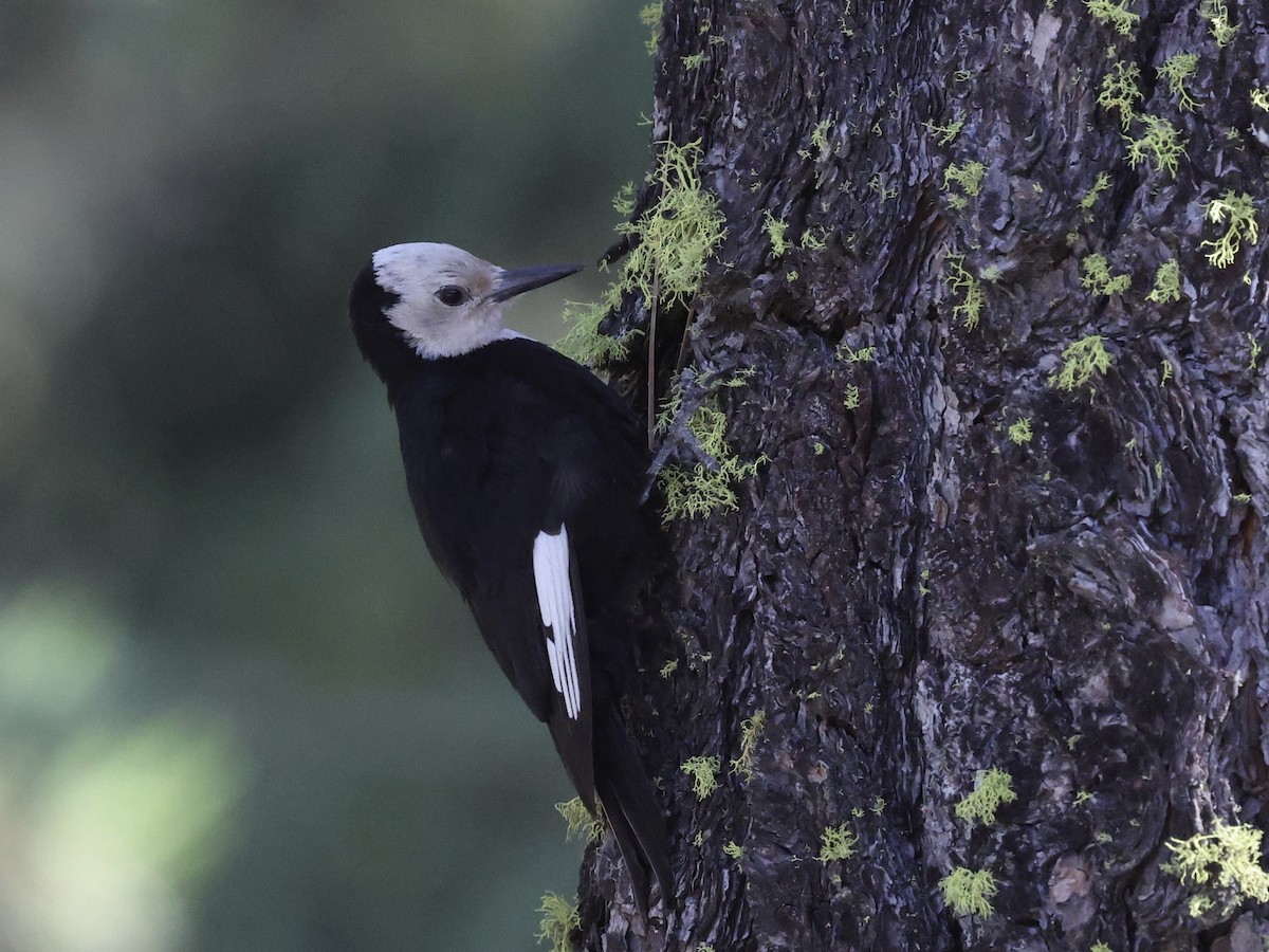 White-headed Woodpecker - ML638547809