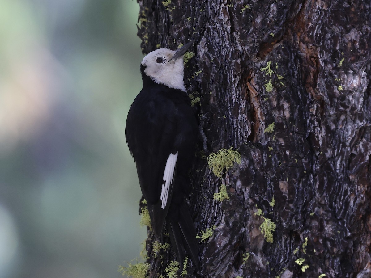 White-headed Woodpecker - ML638547810