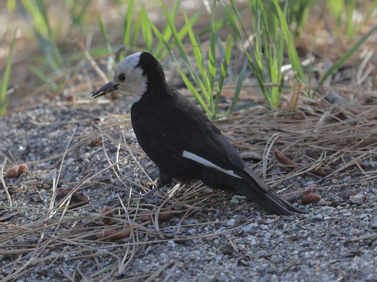 White-headed Woodpecker - ML638547811