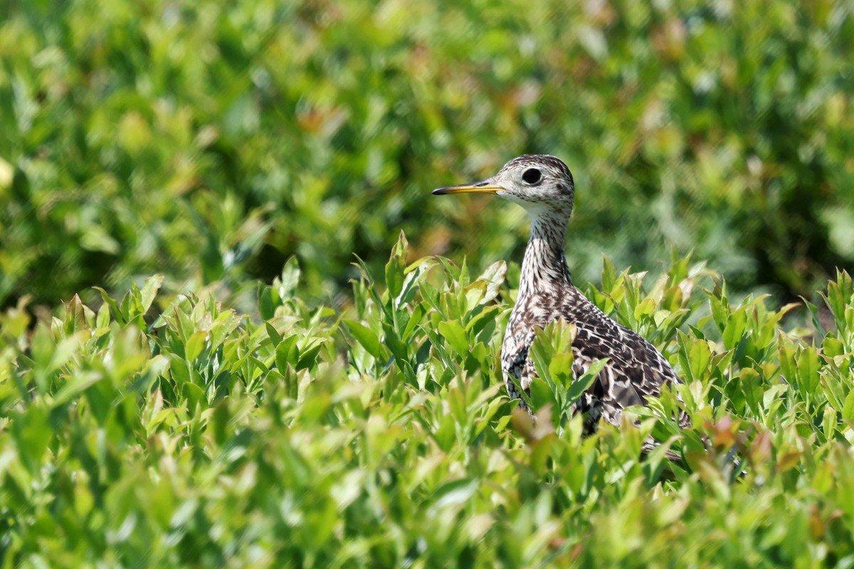Upland Sandpiper - ML638547812
