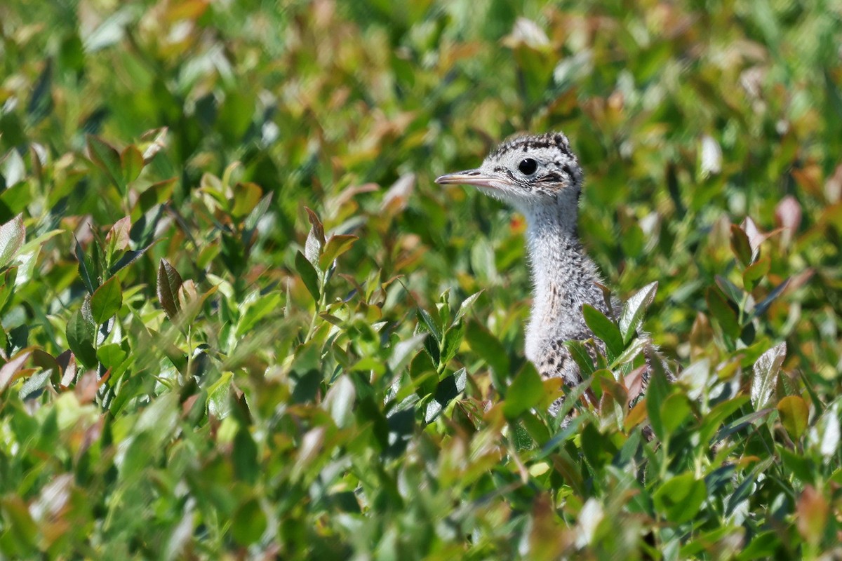 Upland Sandpiper - ML638547813
