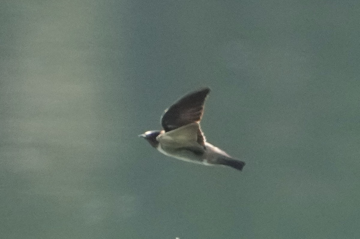 Cliff Swallow - ML638547819