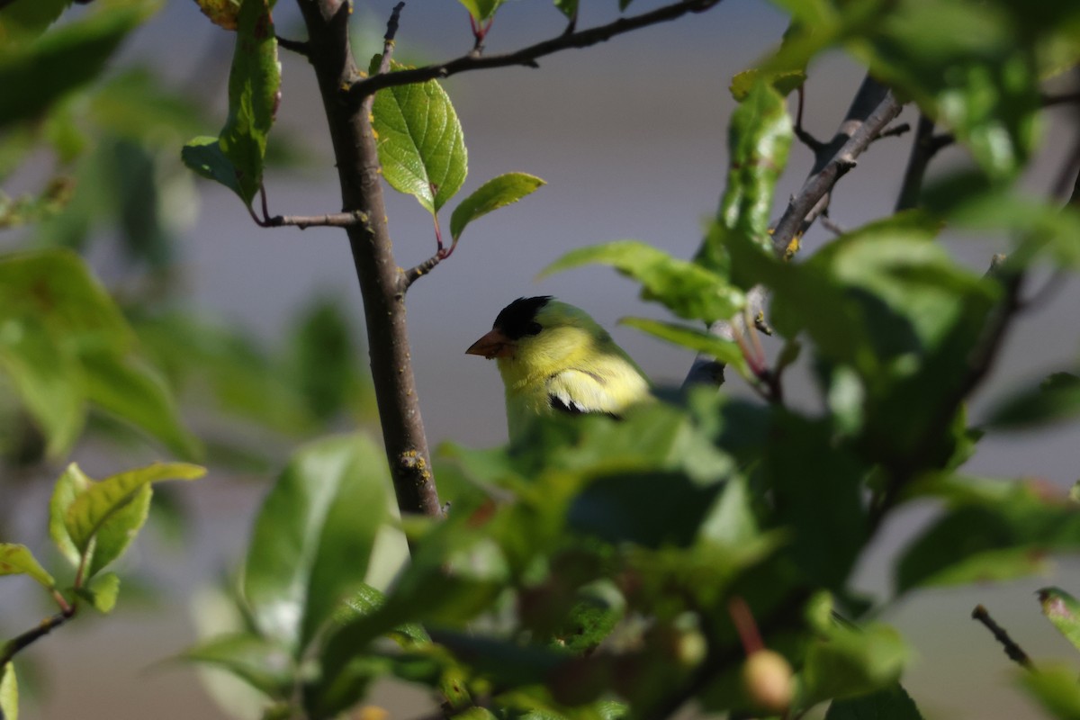 American Goldfinch - ML638547822