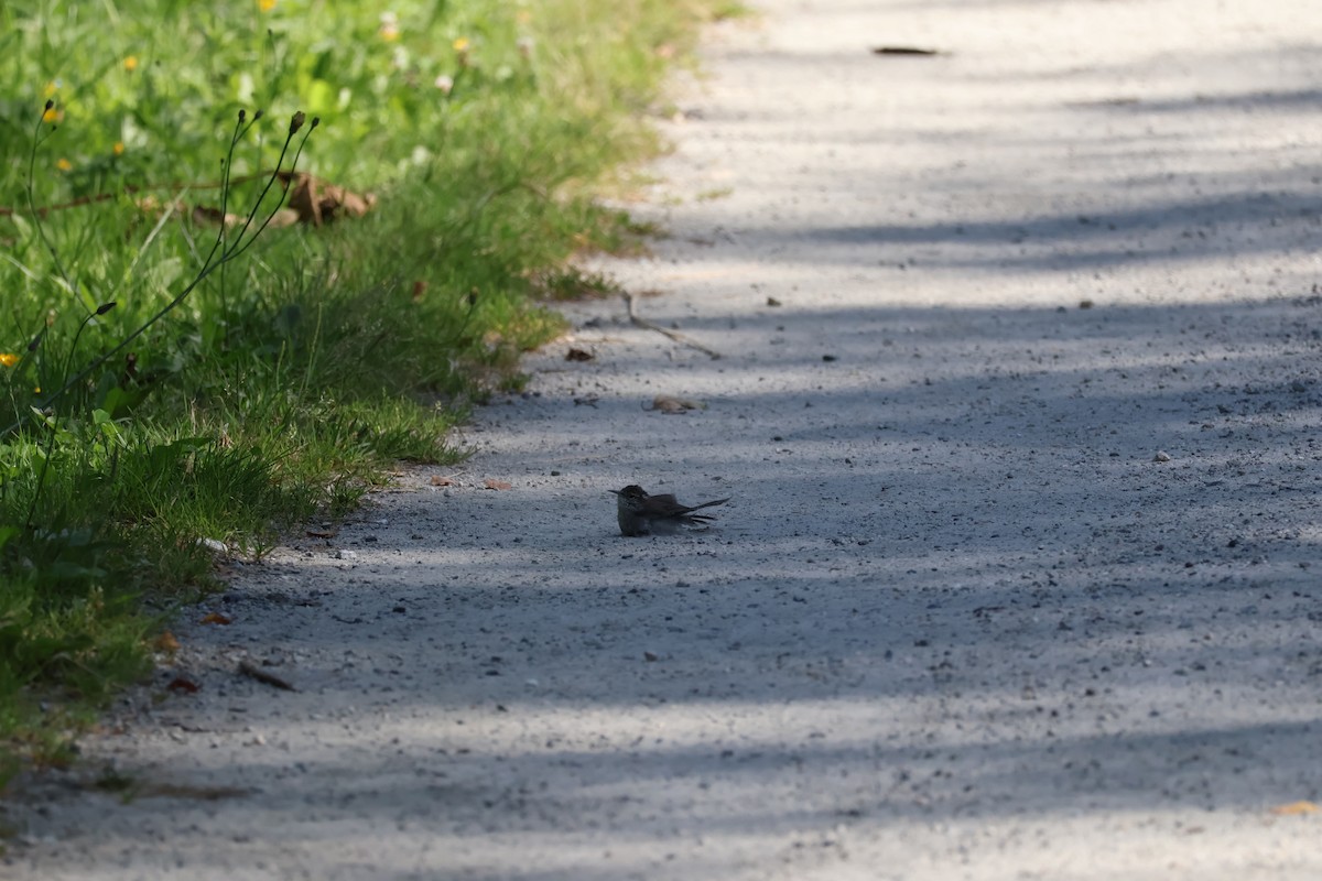 Bewick's Wren - ML638547826