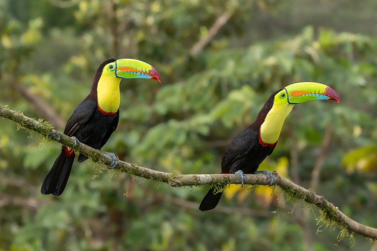 Keel-billed Toucan - ML638547827