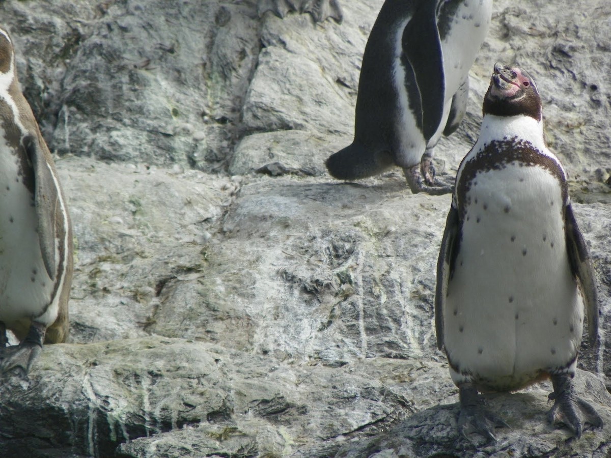 Humboldtpinguin - ML638547828