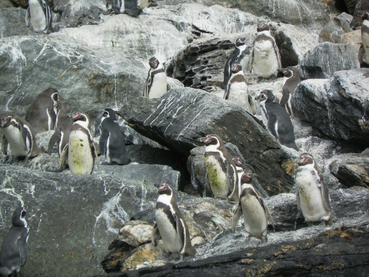 Humboldtpinguin - ML638547829
