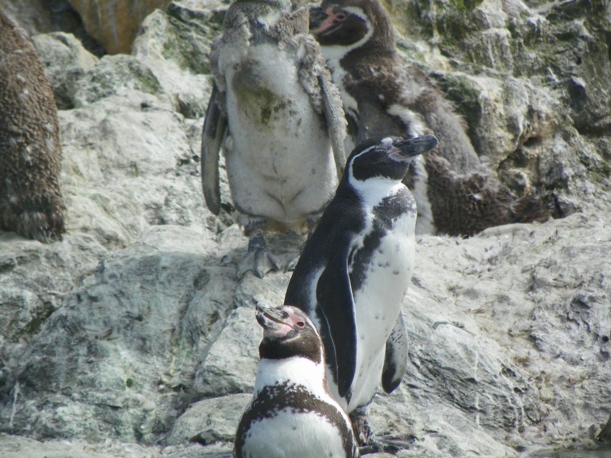 Humboldtpinguin - ML638547830