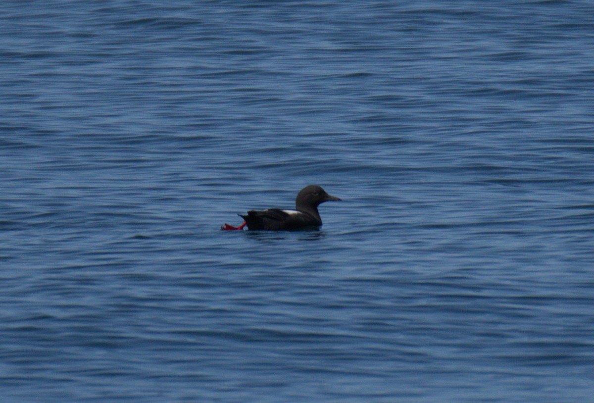 Pigeon Guillemot - ML638547832