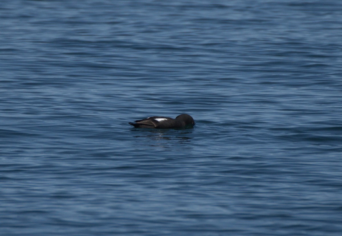 Pigeon Guillemot - ML638547833