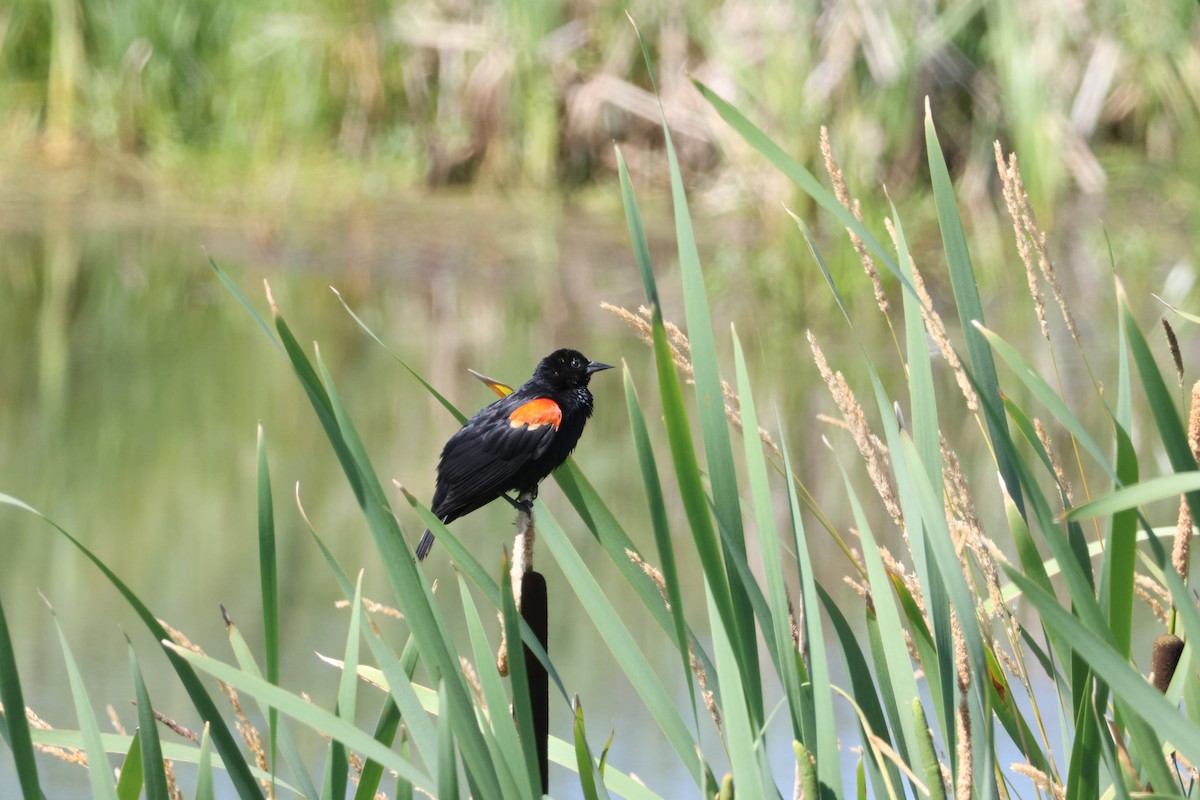 Red-winged Blackbird - ML638547835