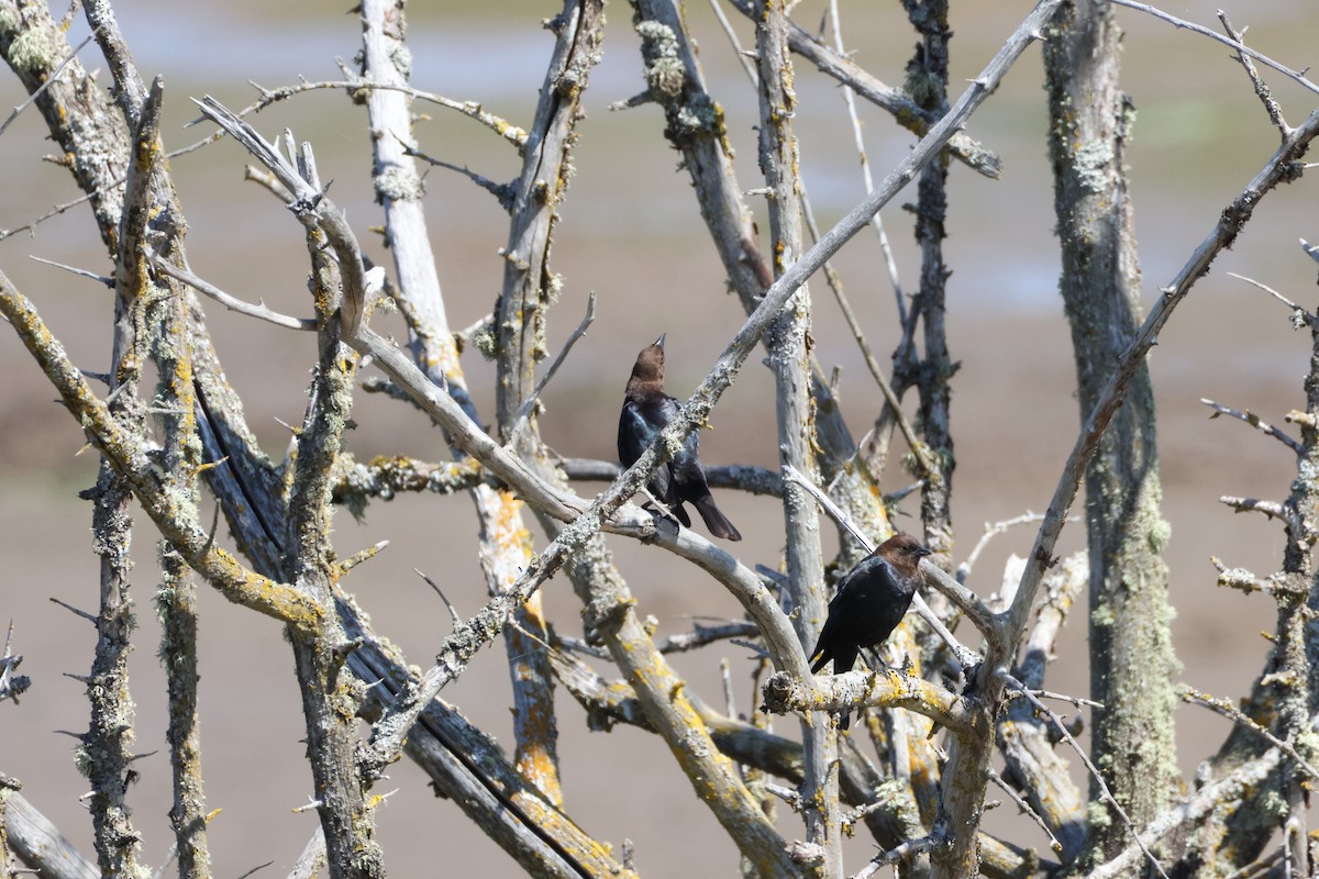 Brown-headed Cowbird - ML638547837