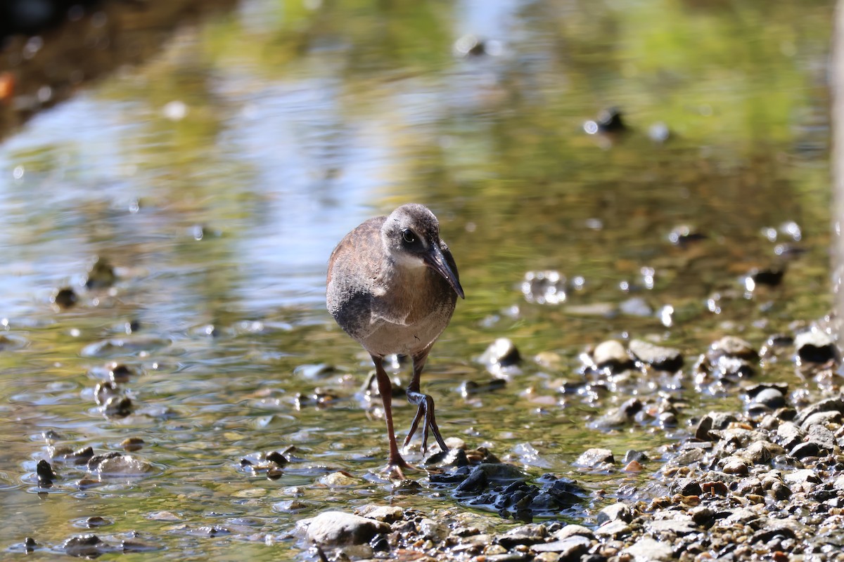 Virginia Rail - ML638547839