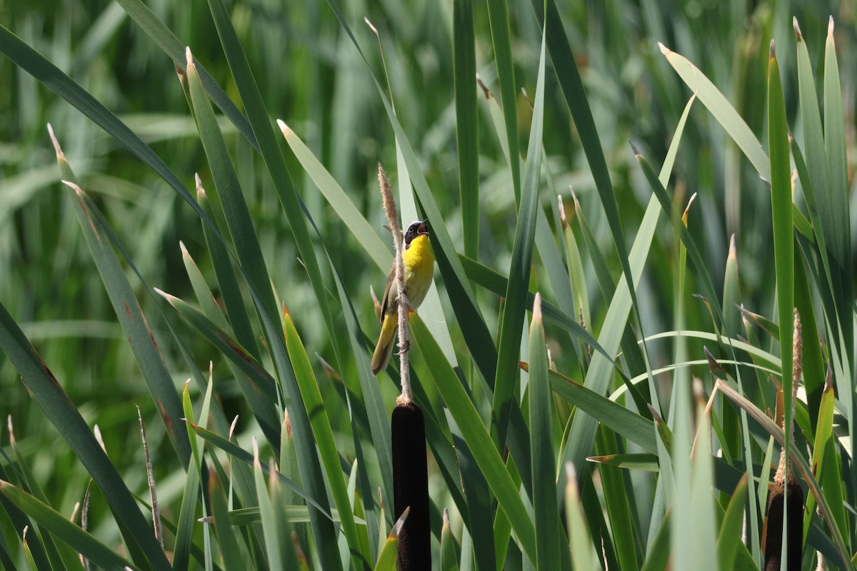 Common Yellowthroat - ML638547840