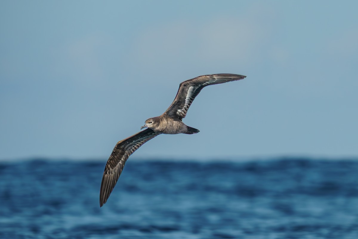 Wedge-tailed Shearwater - ML638547841