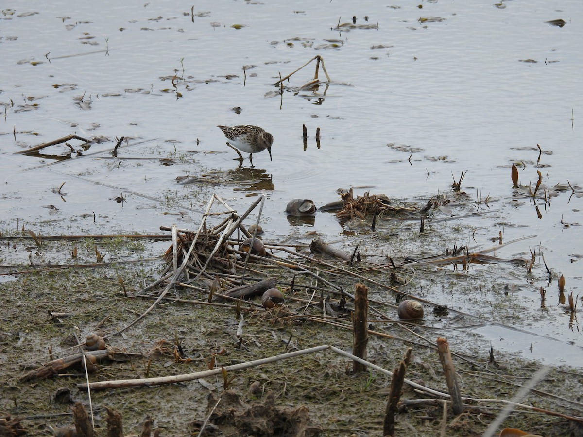 Least Sandpiper - ML638547846