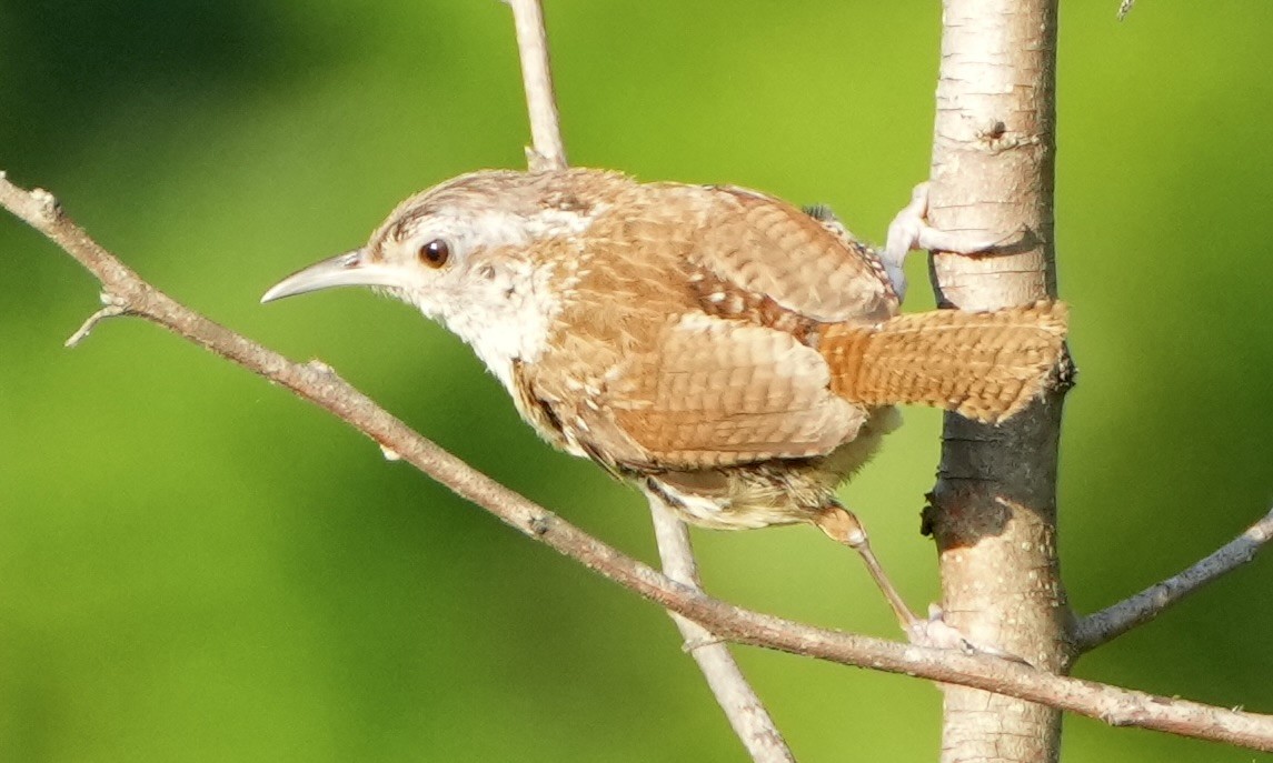 Carolina Wren - ML638547850