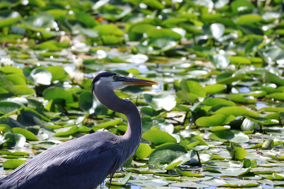 Great Blue Heron - ML638547862