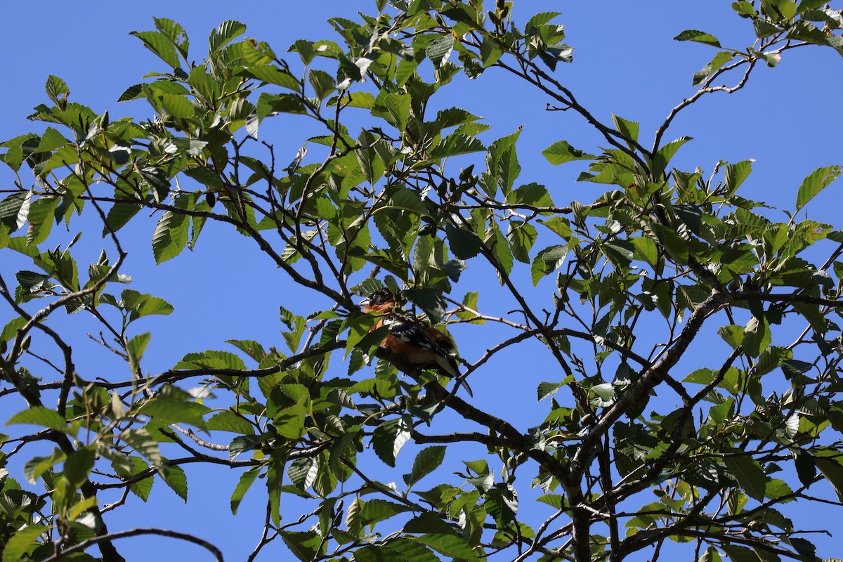 Black-headed Grosbeak - ML638547870