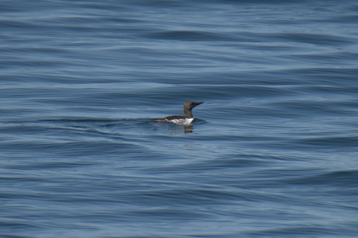 Common Murre - ML638547872