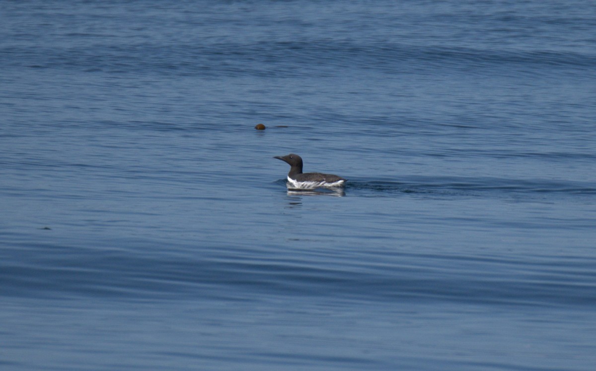 Common Murre - ML638547873