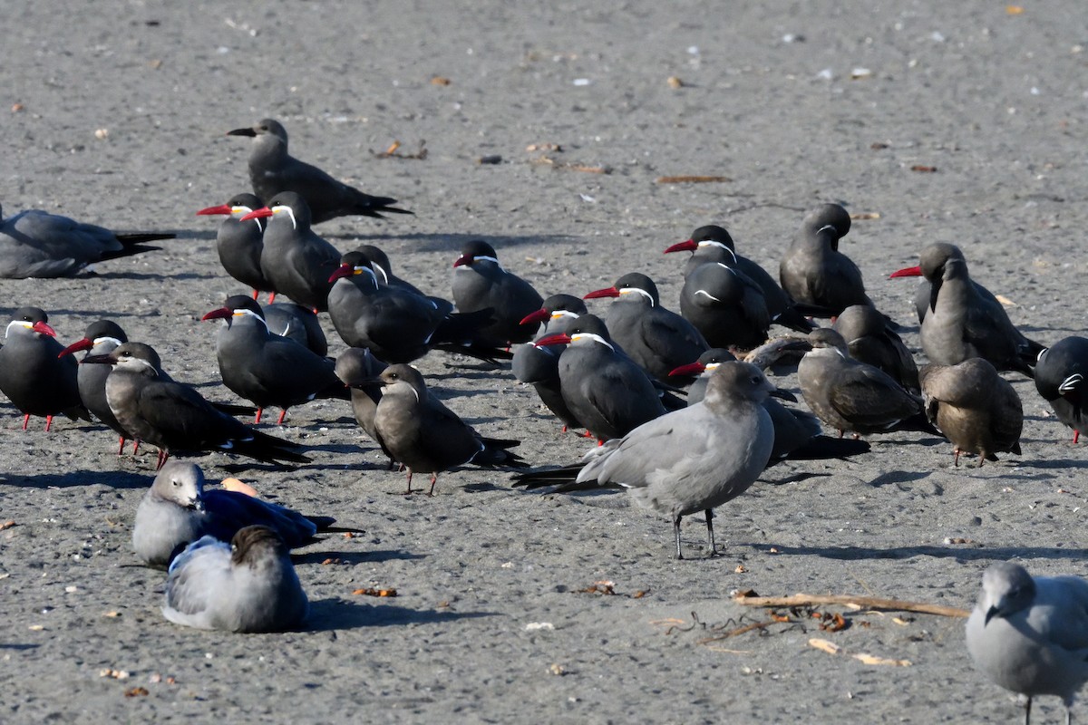 Inca Tern - ML638547876