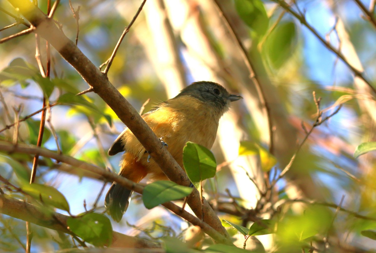Variable Antshrike - ML638547893