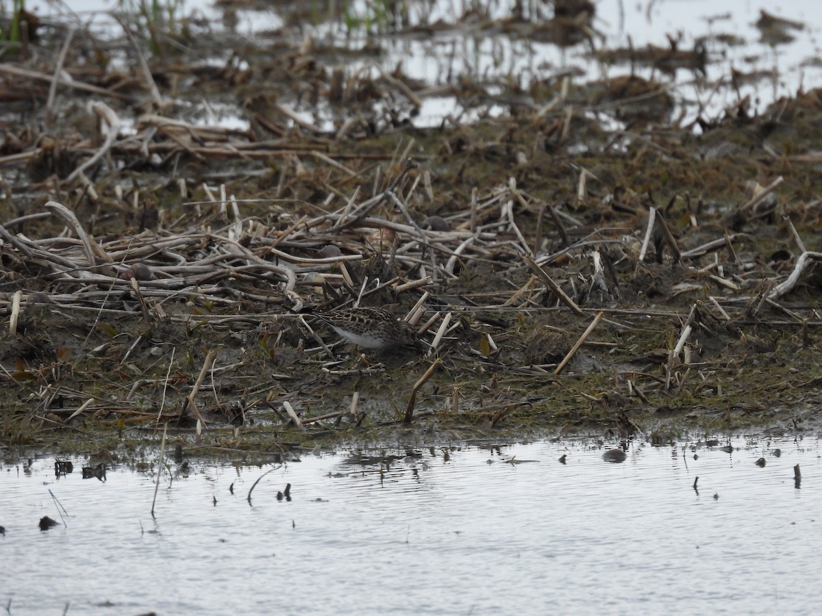 Least Sandpiper - ML638547895