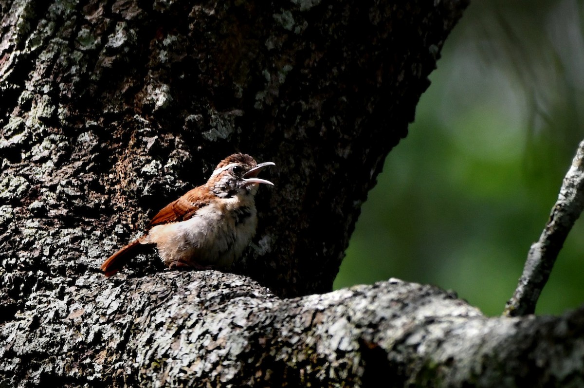 Carolina Wren - ML638547922