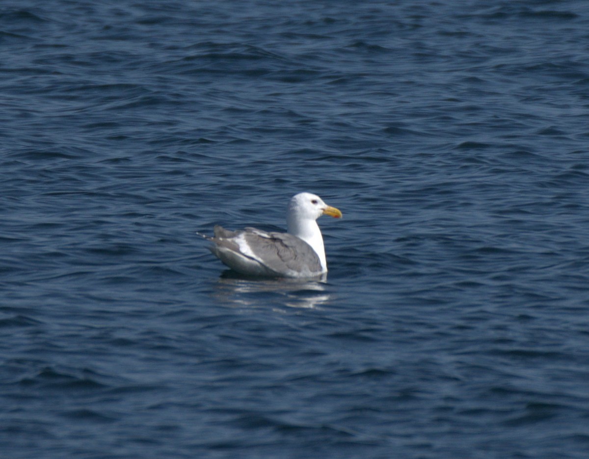 Glaucous-winged Gull - ML638547925