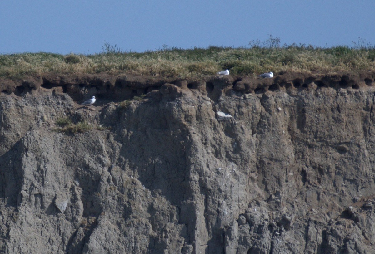 Glaucous-winged Gull - ML638547926