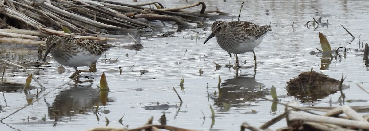 Least Sandpiper - ML638547933