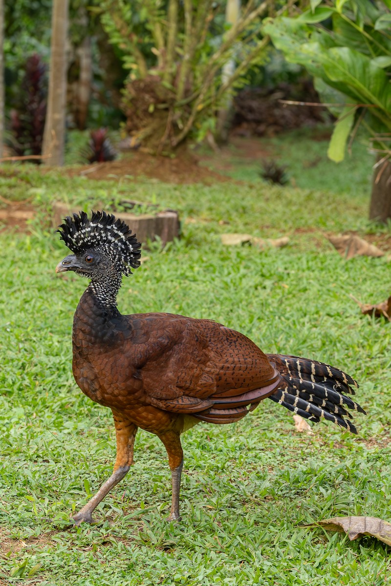 Great Curassow - ML638547938