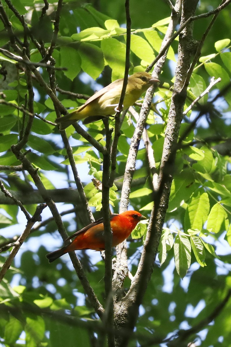 Scarlet Tanager - ML638547946