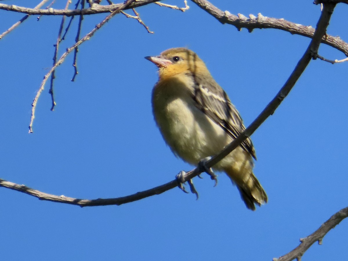 Bullock's Oriole - ML638547968
