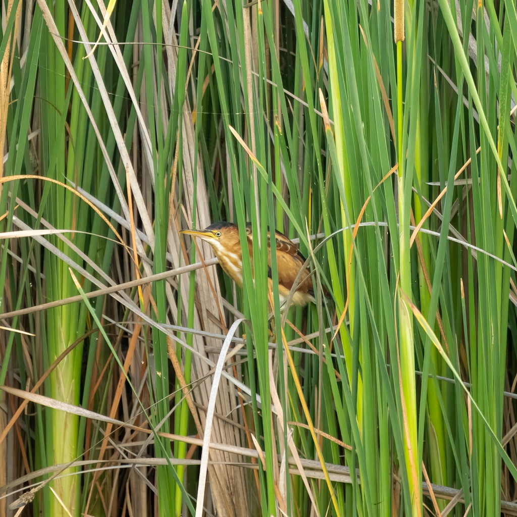 Least Bittern - ML638547973
