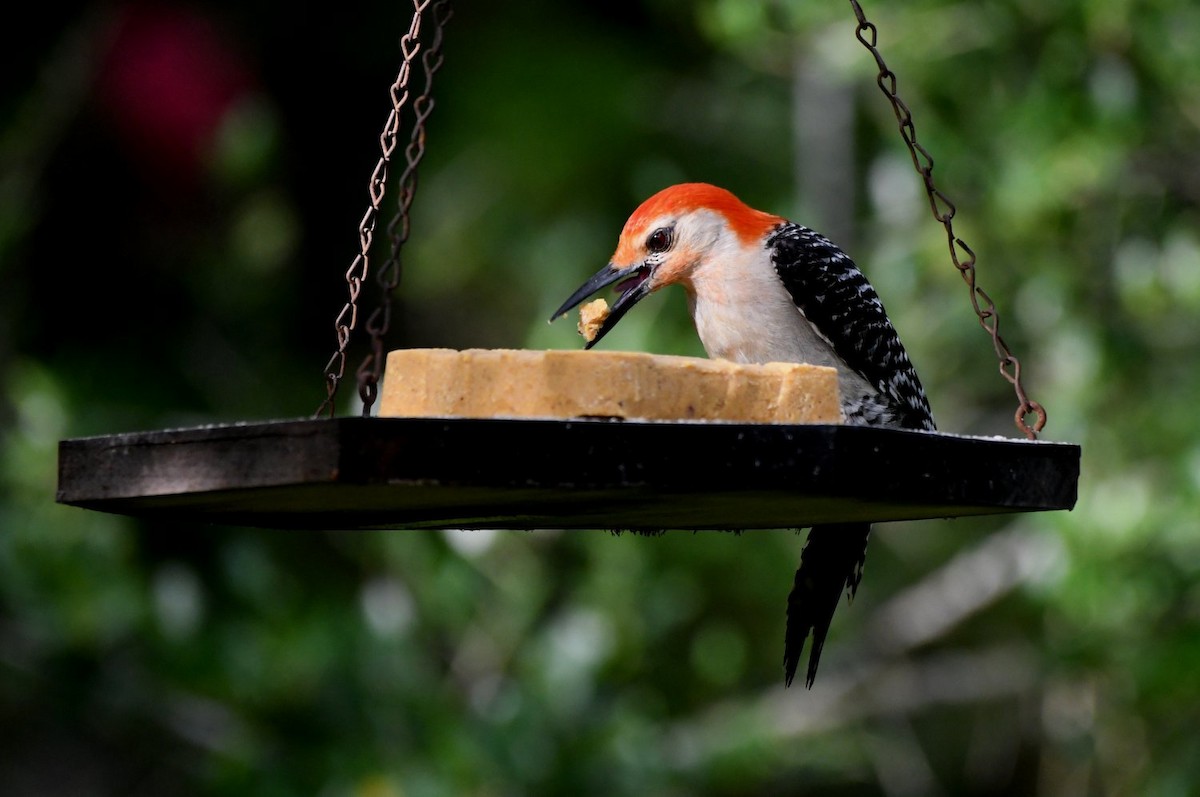 Red-bellied Woodpecker - ML638547979