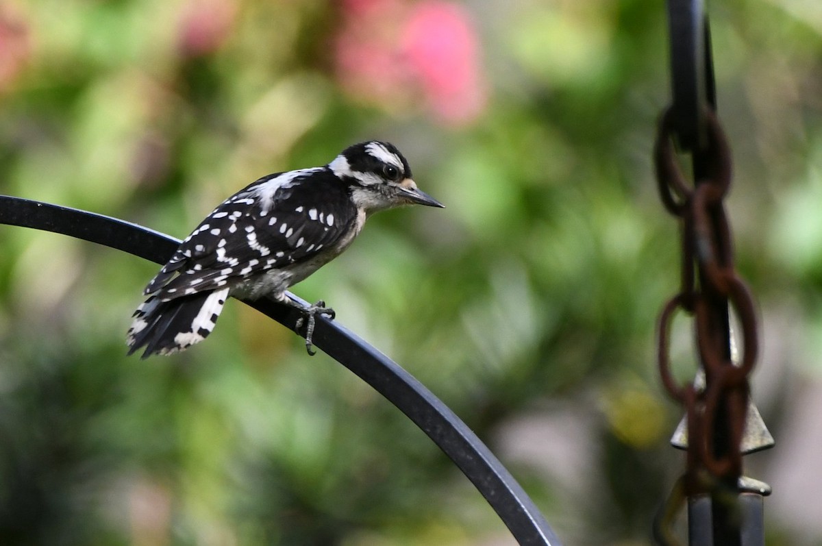 Downy Woodpecker - ML638547980